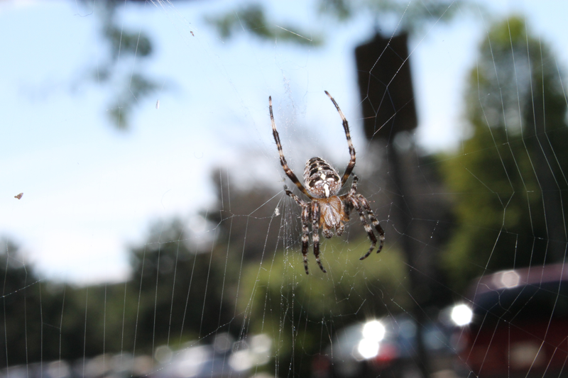 Illustration for article titled As SupremeEvan Stumbles... into a Spider's Web!